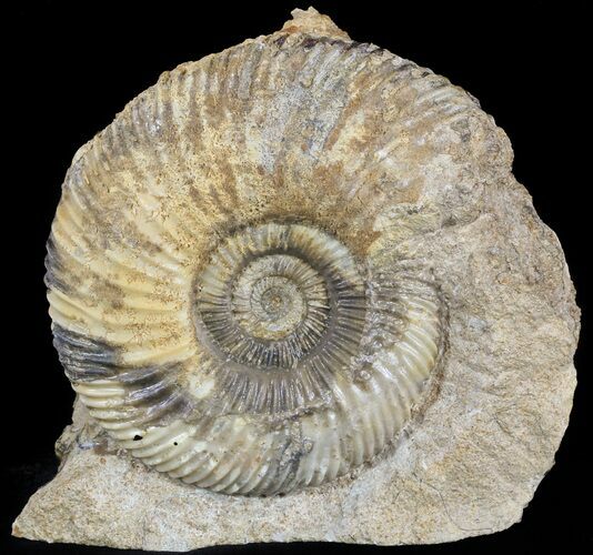 Parkinsonia Dorsetensis Ammonite - England #30776
